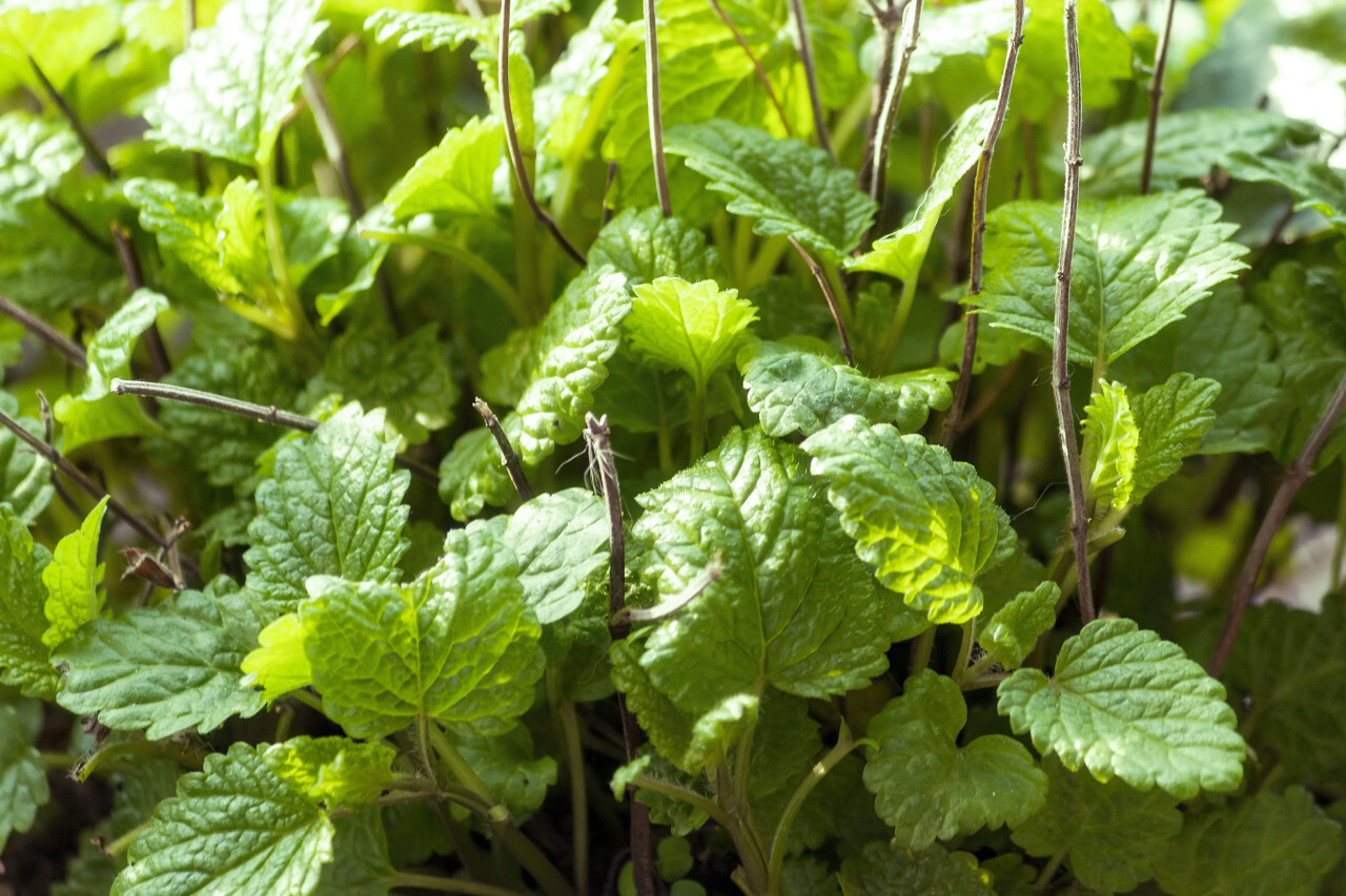 lemon balm april