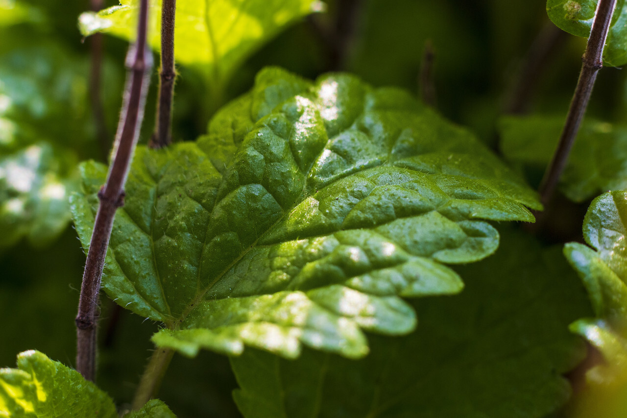 lemon balm leaf macro