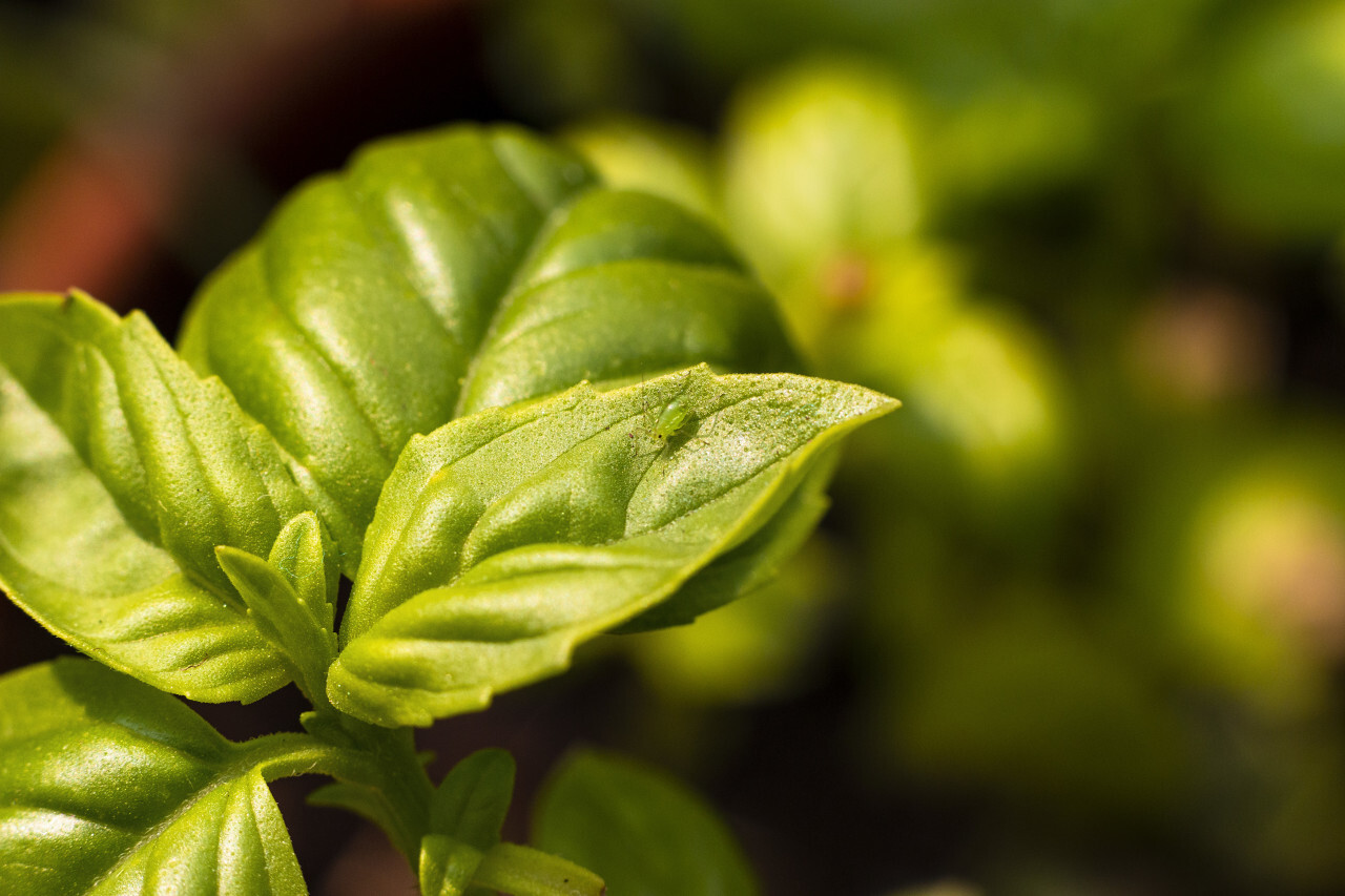 little green aphid on basil leaf