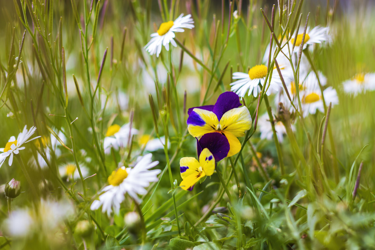 meadow violet