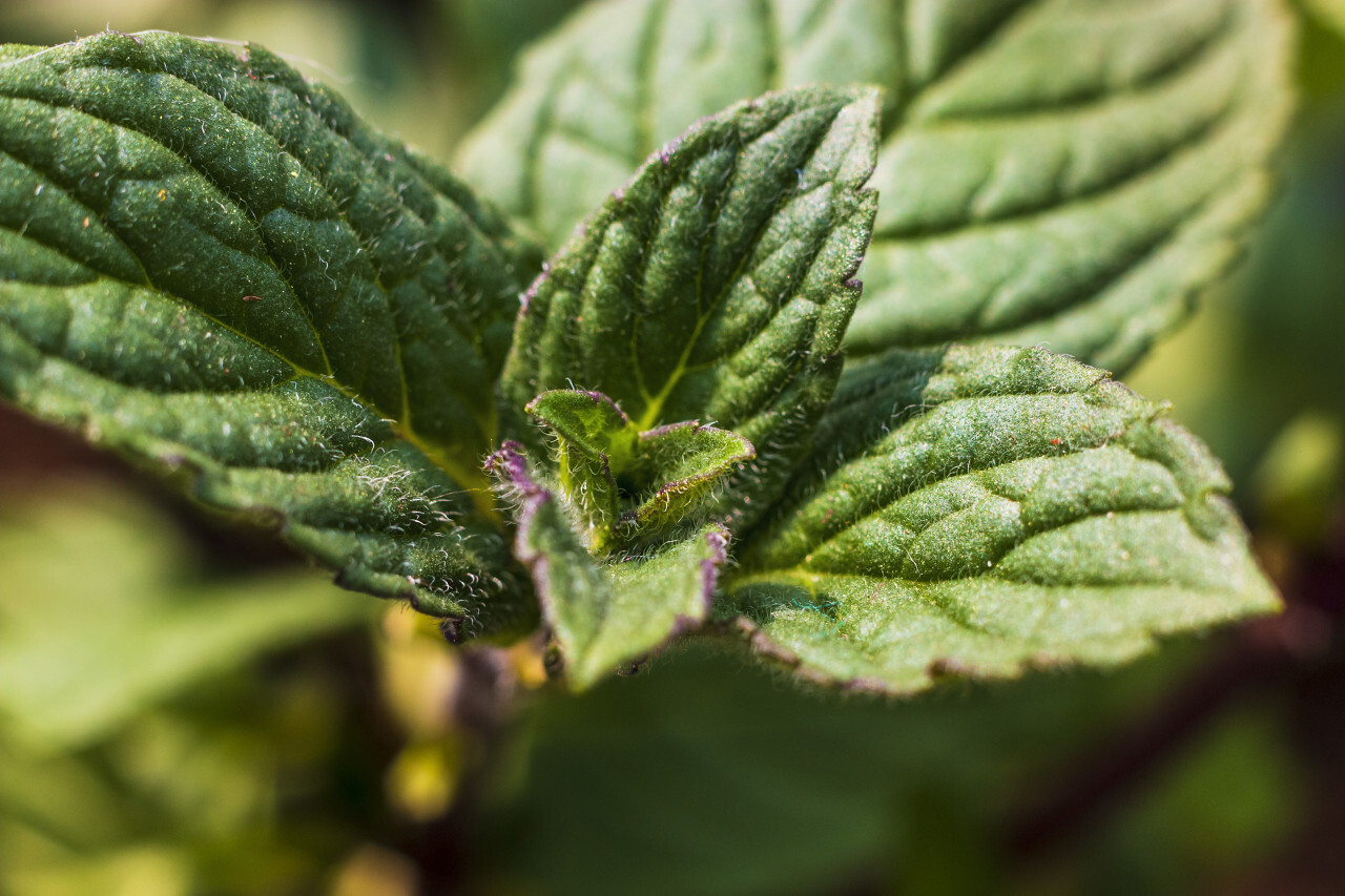 mint leaf macro