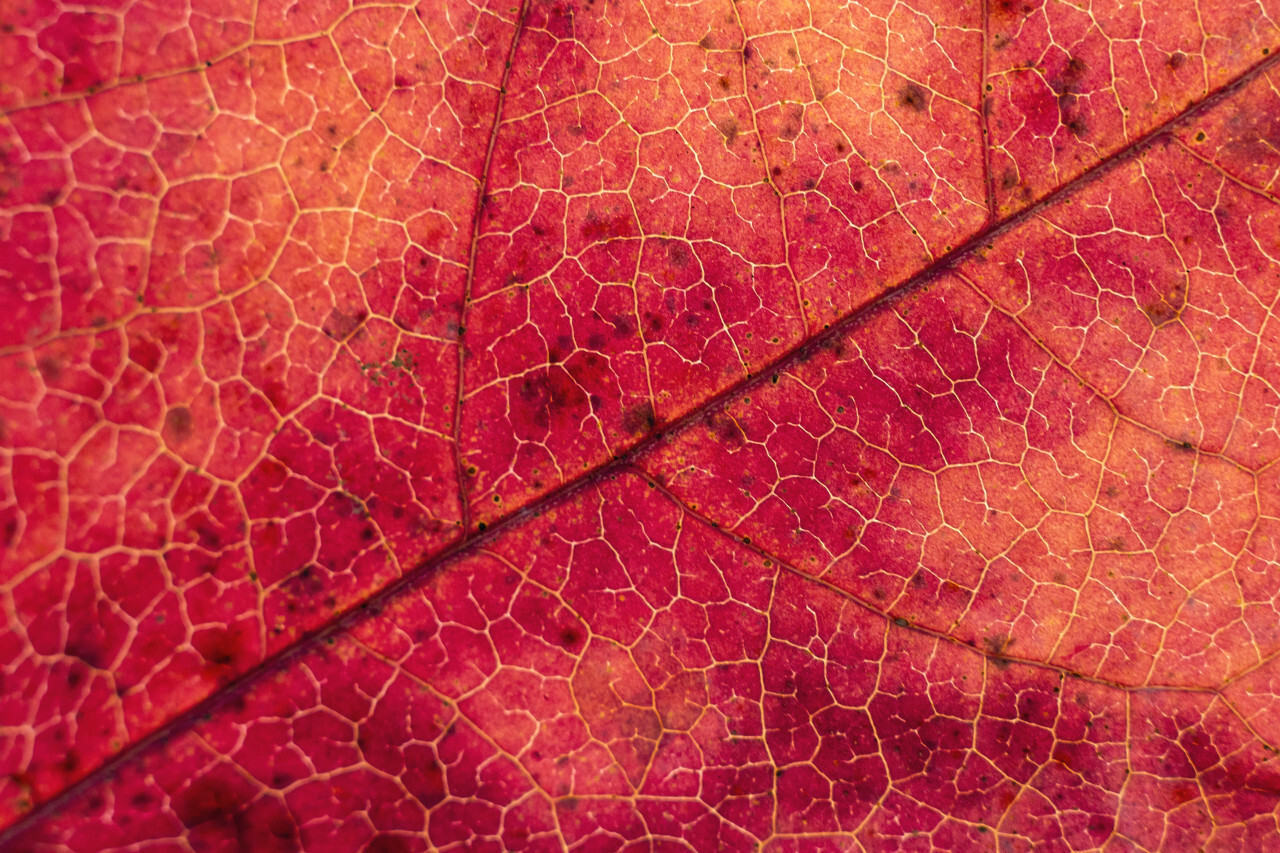 red leaf macro abstract background