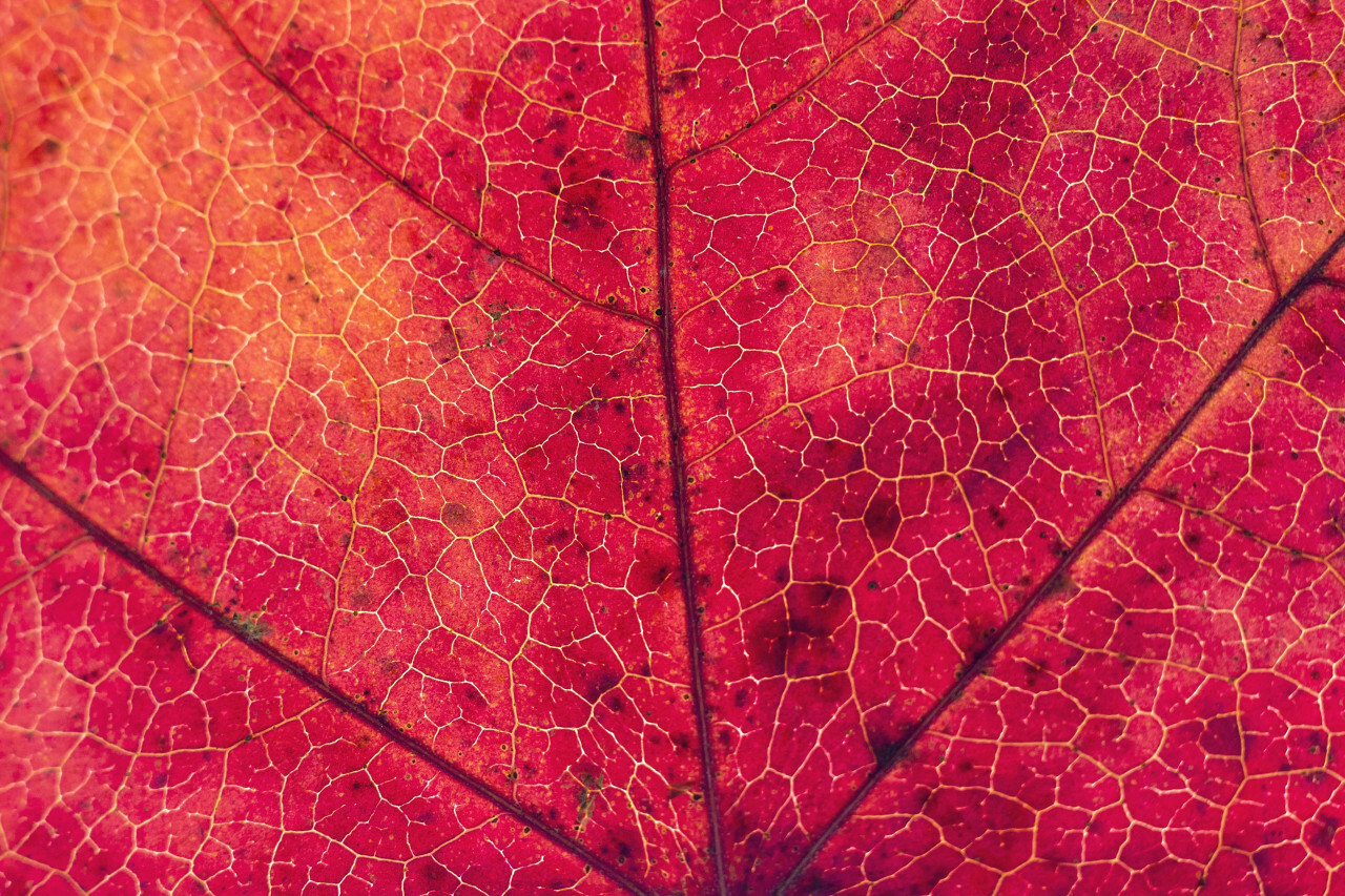 red leaf macro abstract background