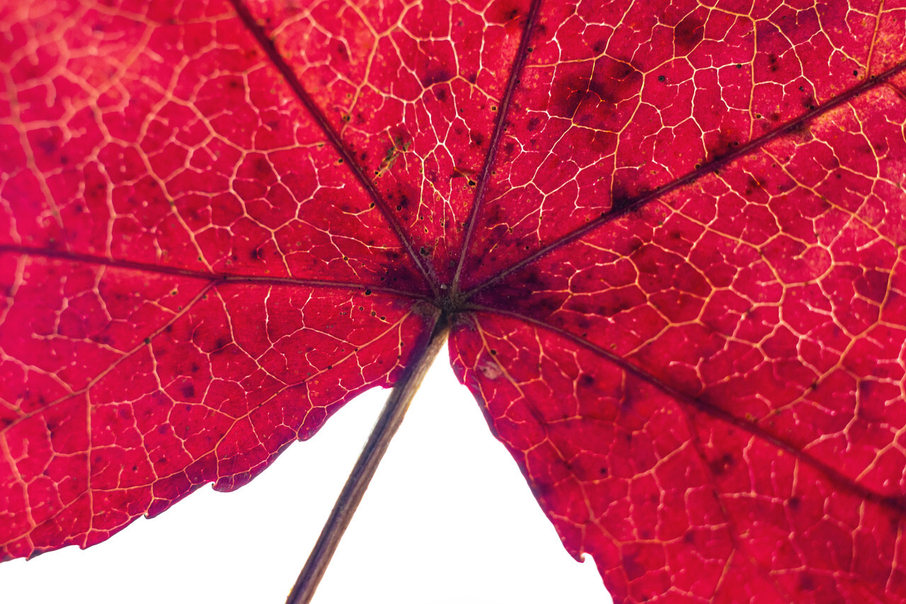red leaf macro abstract background