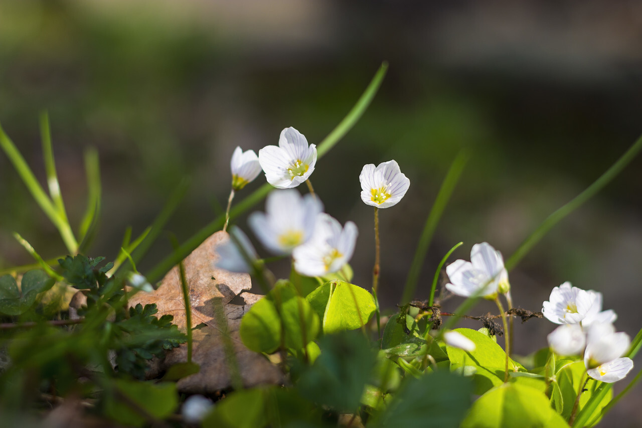 Common Wood Sorrel, Oxalis acetosella, flower macro with leaves