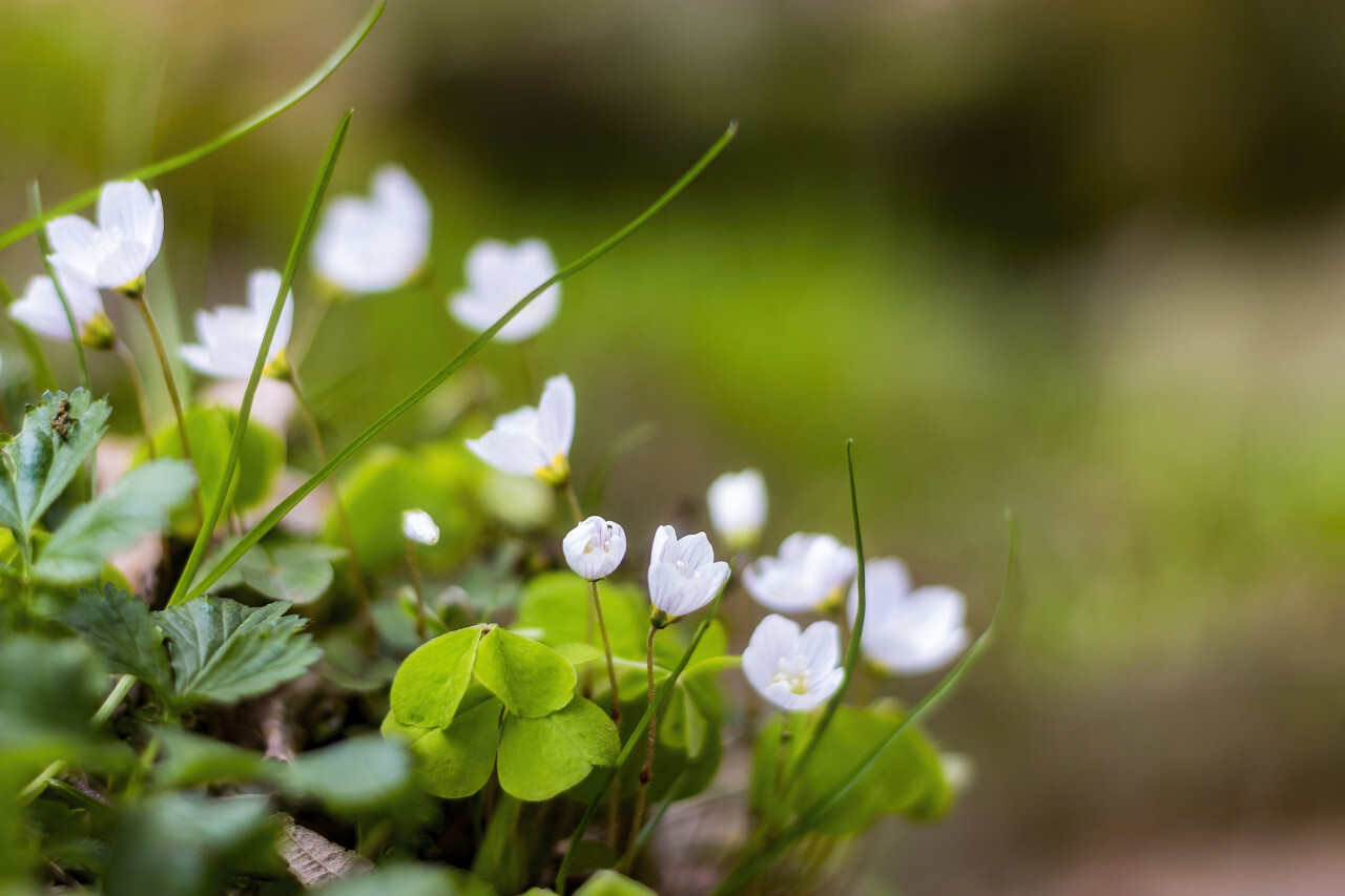 sorrel white spring flowers