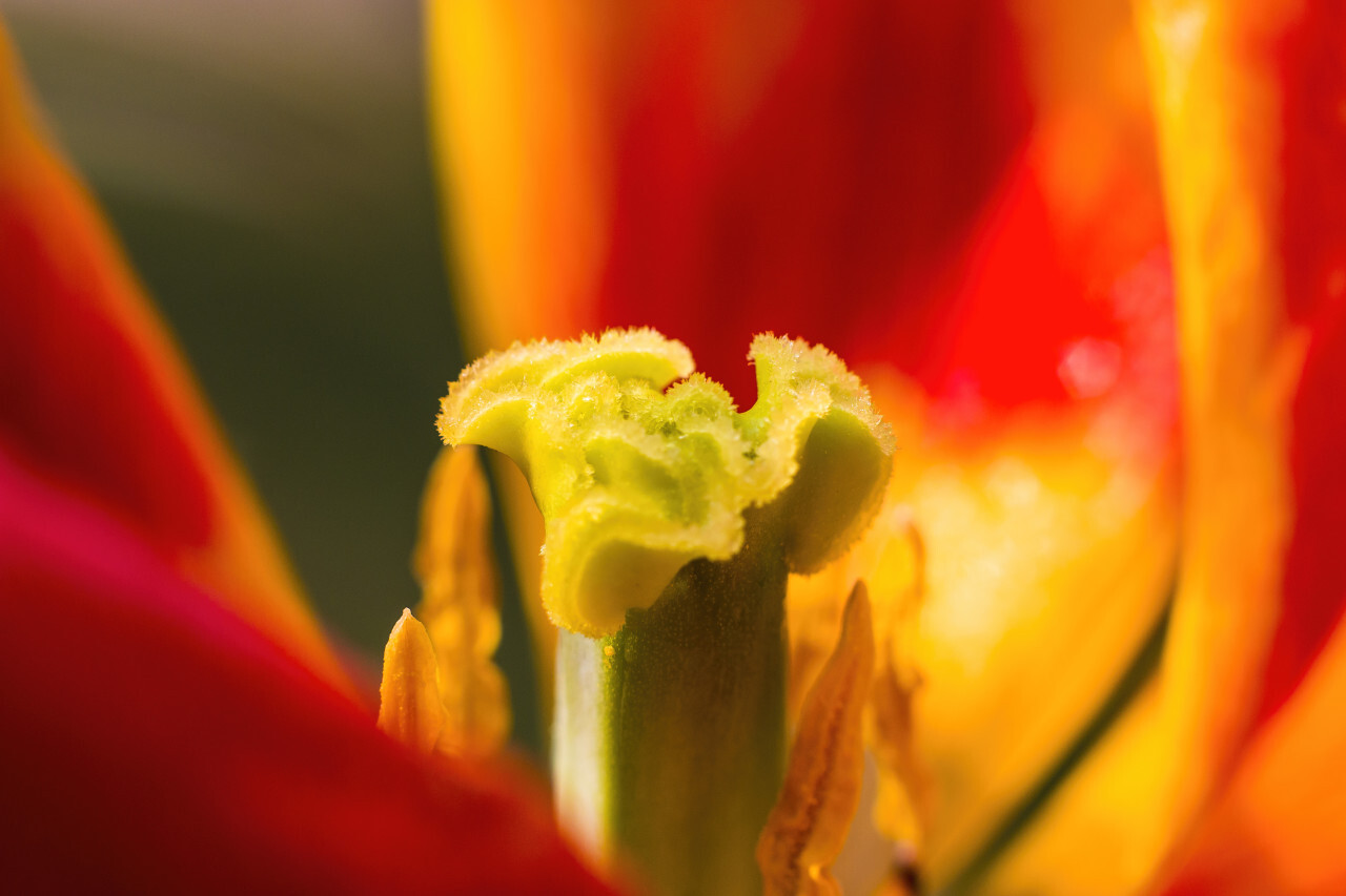 tulips nectar macro