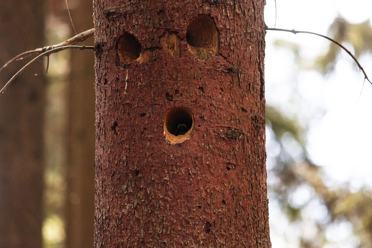 woodpecker house