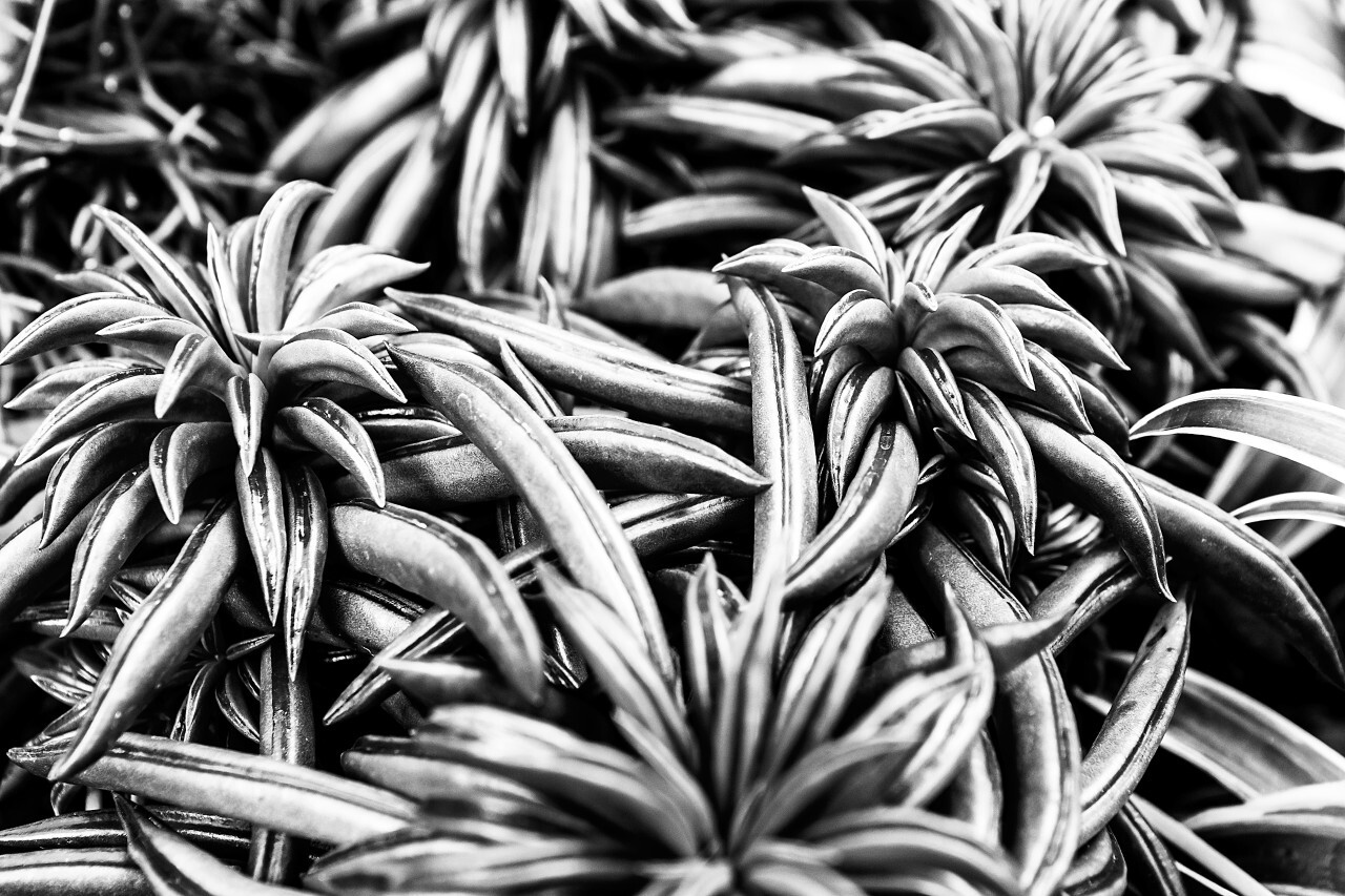 plant black and white