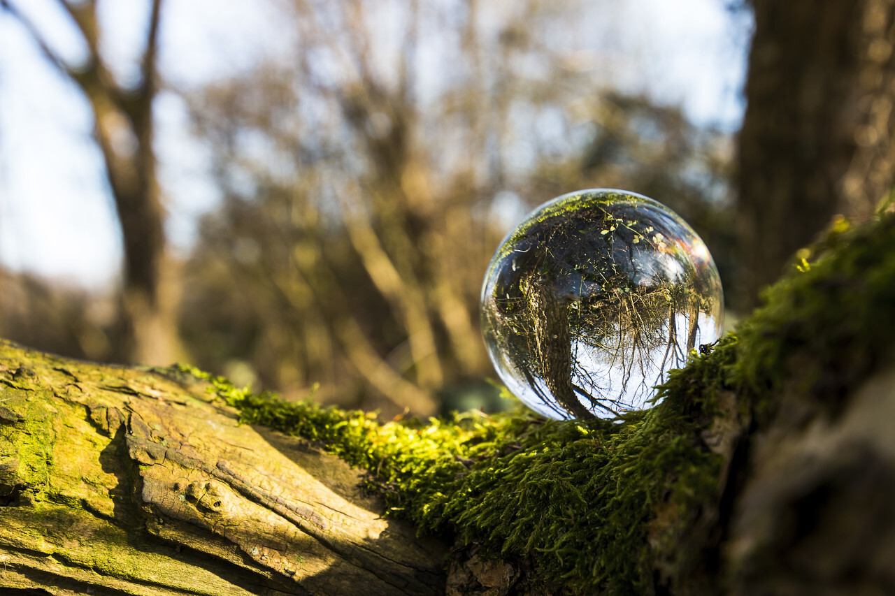 Glass sphere with forest reflection in it, standing on a tree