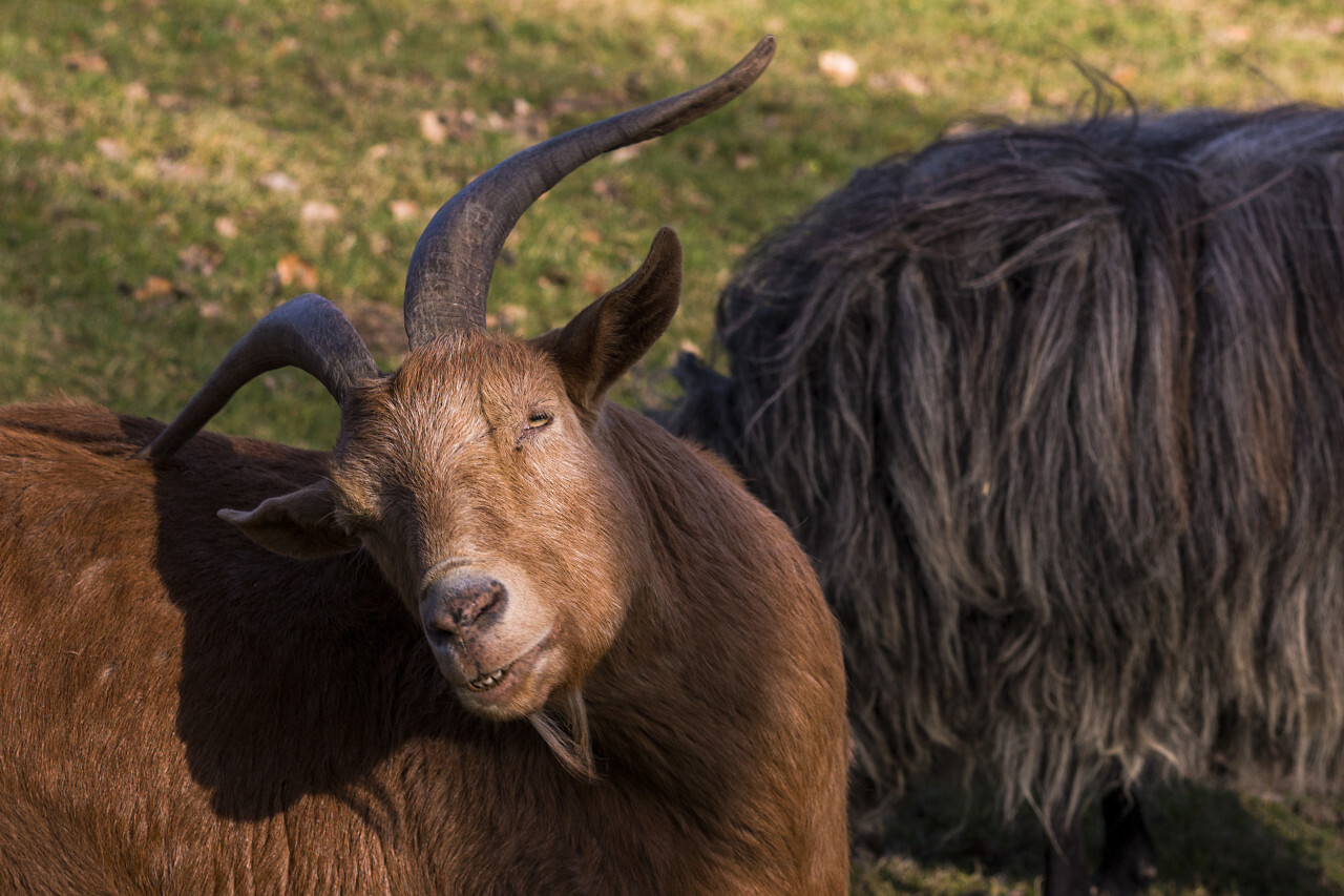 goat is scratching with horn