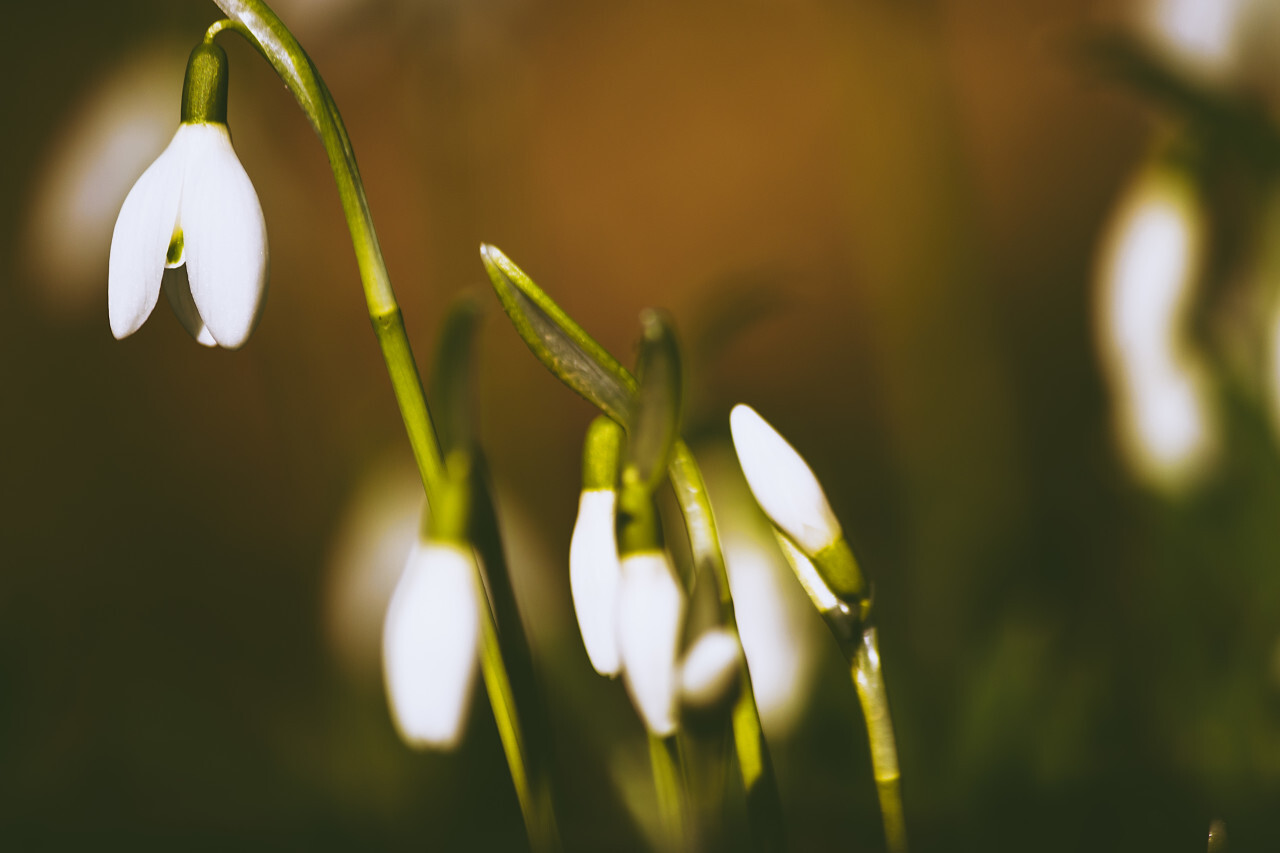 Galanthus nivalis or common snowdrop