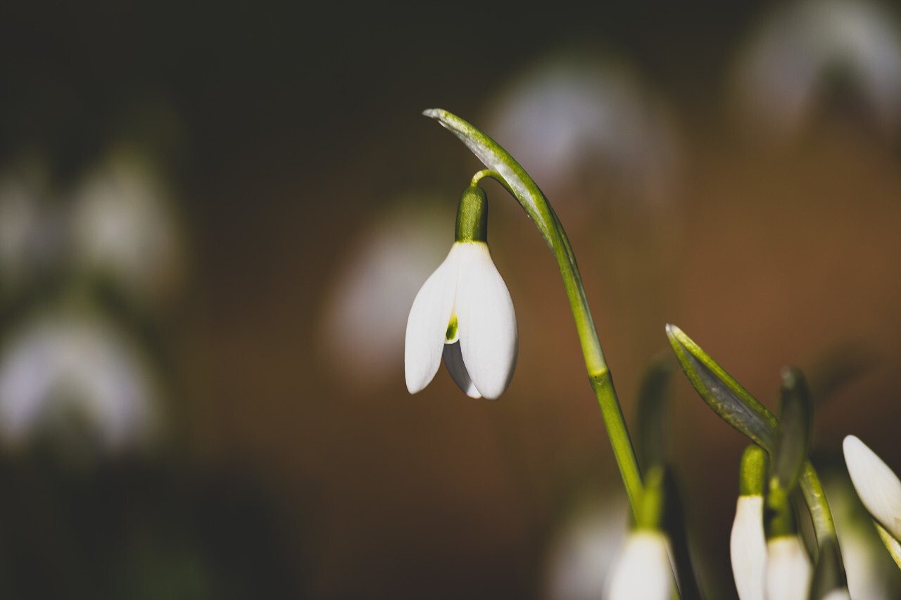 Galanthus nivalis or common snowdrop