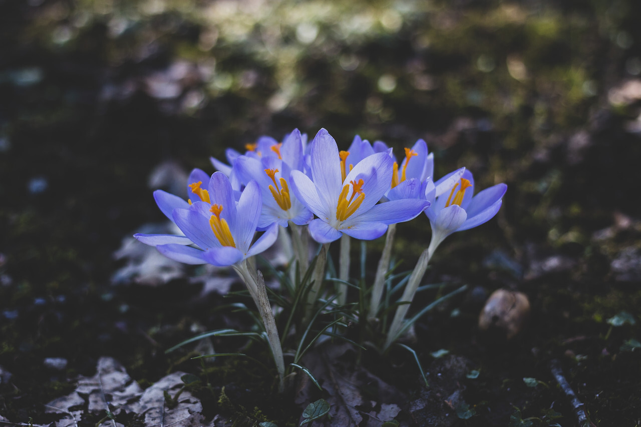 blue crocus