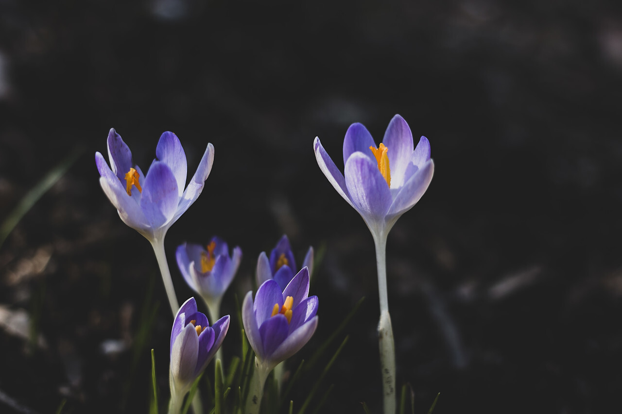 blue crocus flower blooming