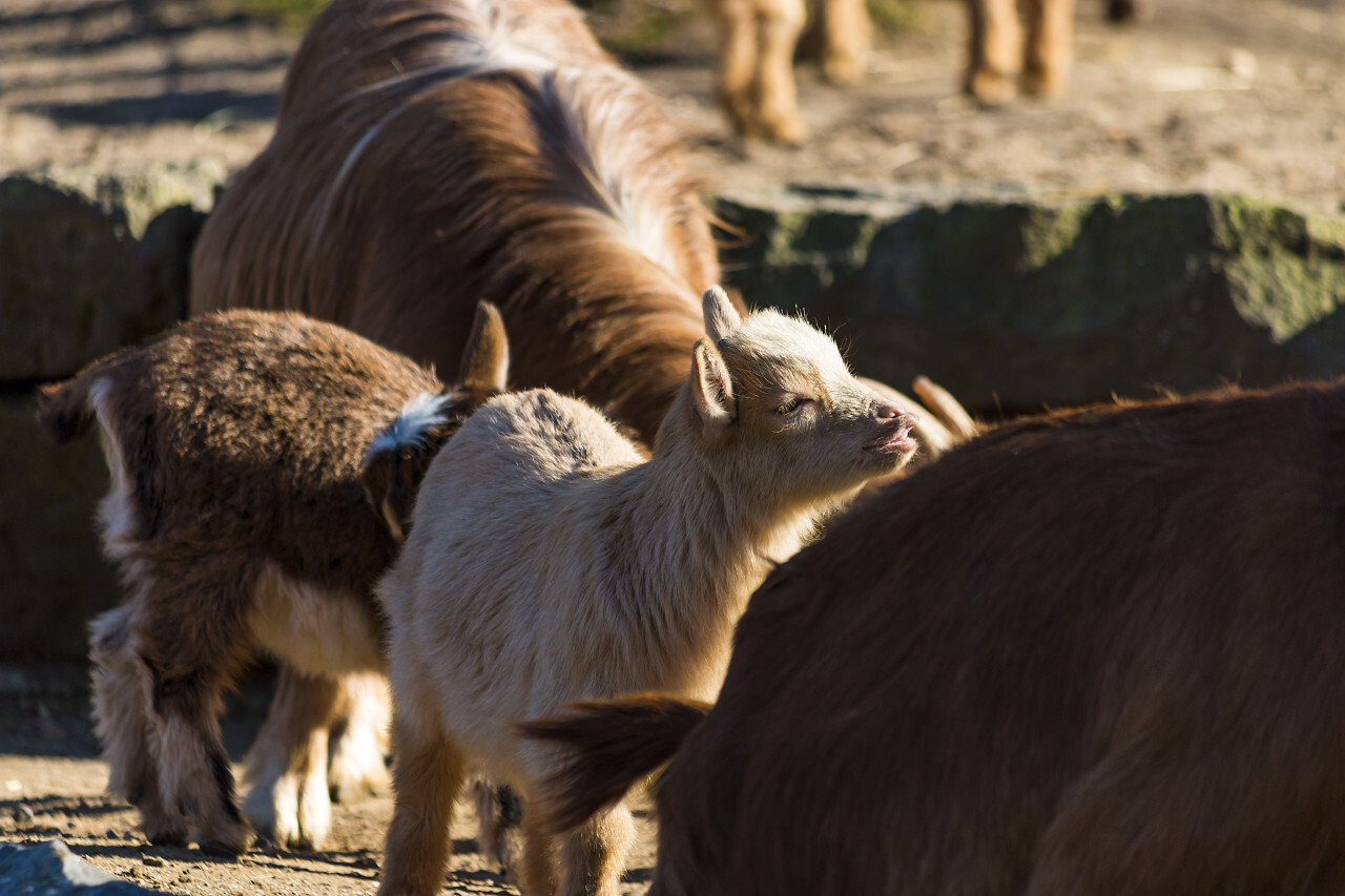 goat herd