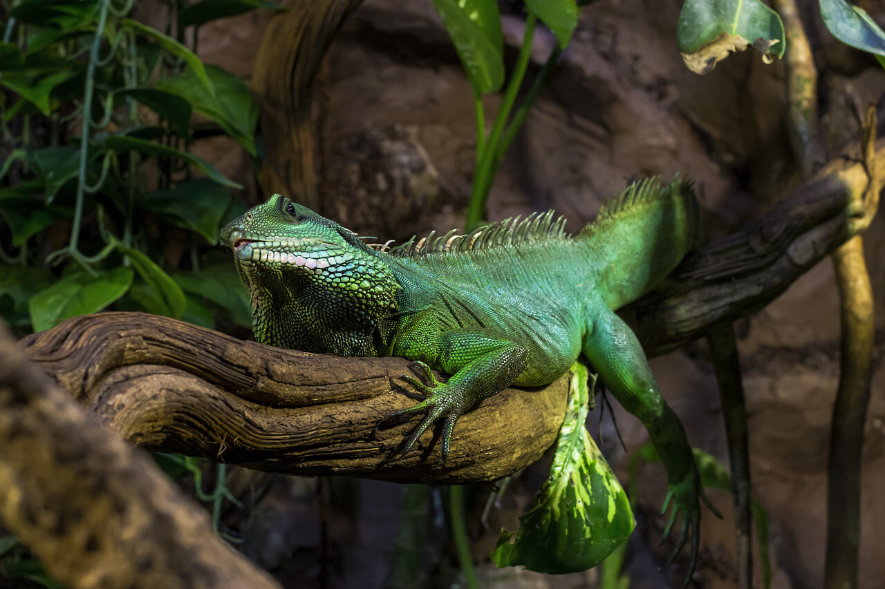 Green Iguana (Iguana iguana)