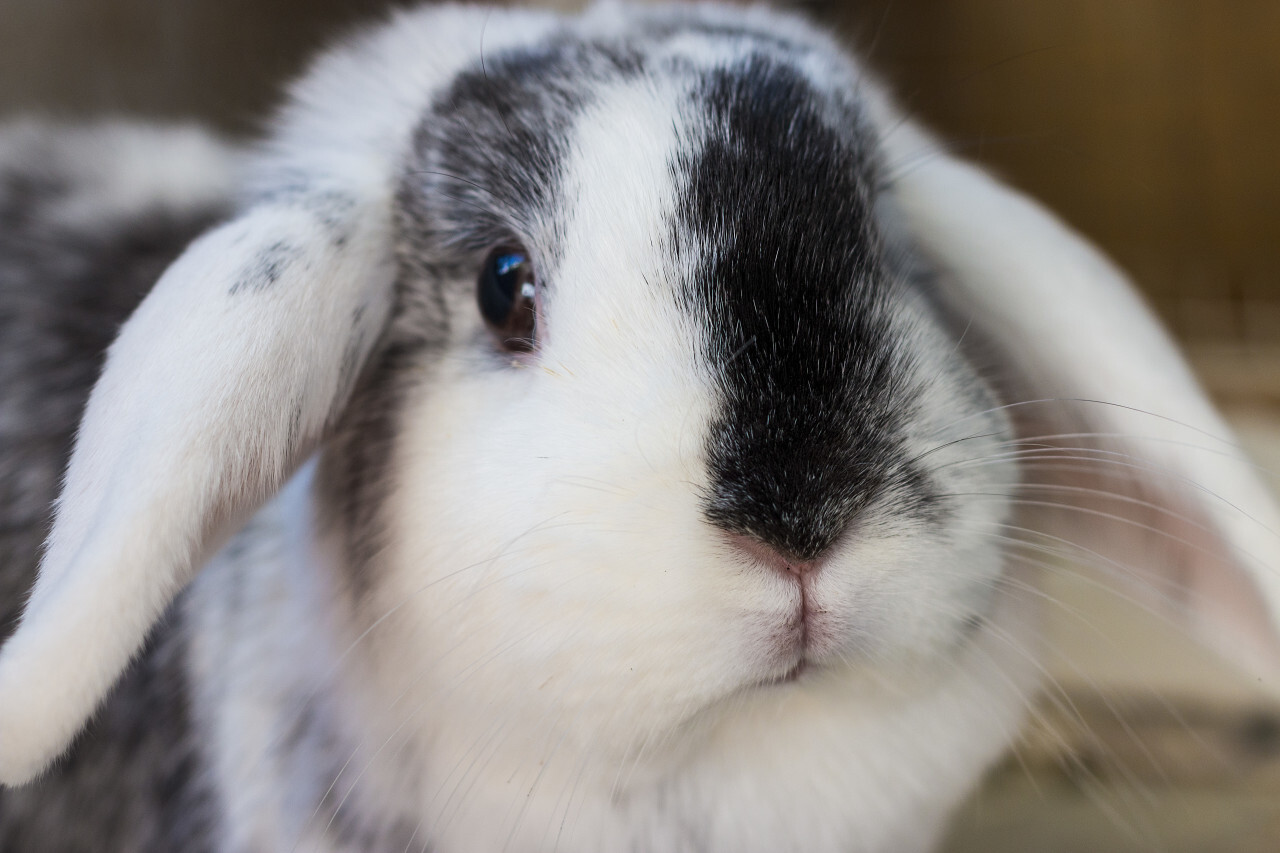 bunny portrait