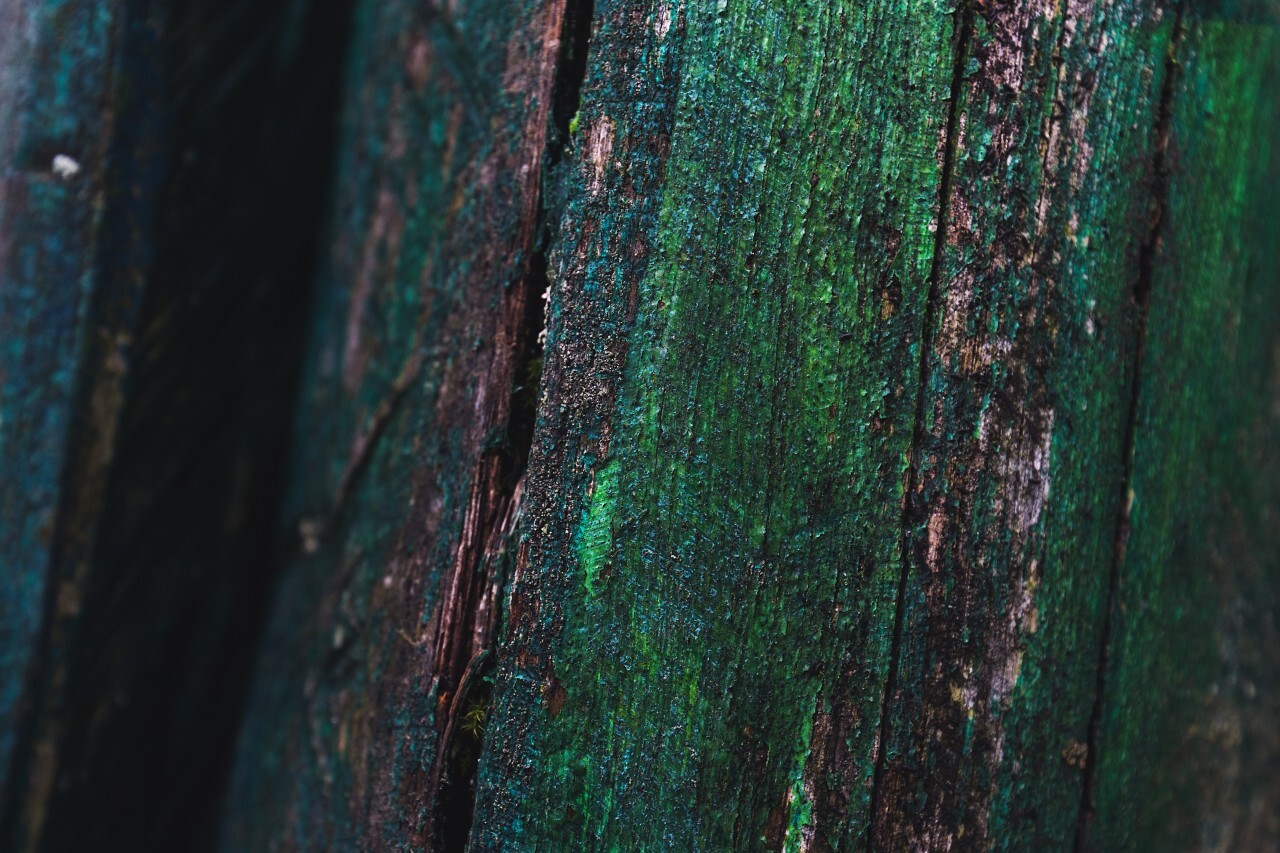 colorful grunge green wood texture