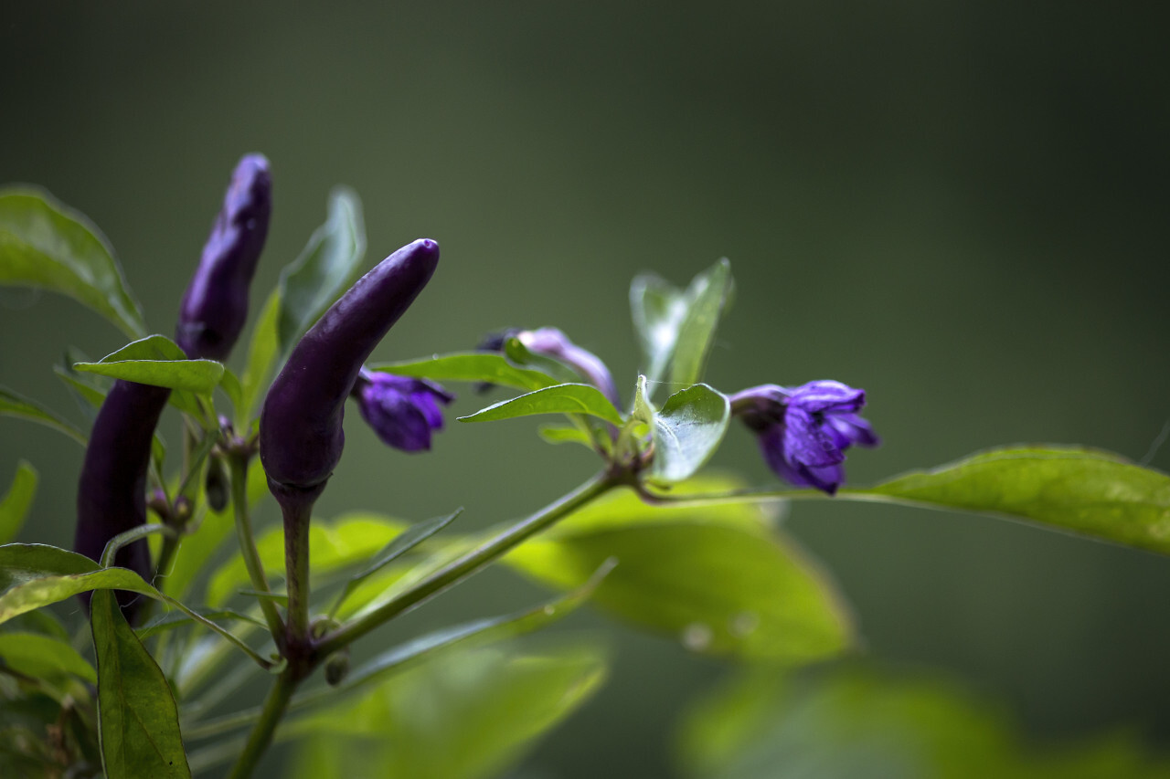 hungarian chili flower and fruit