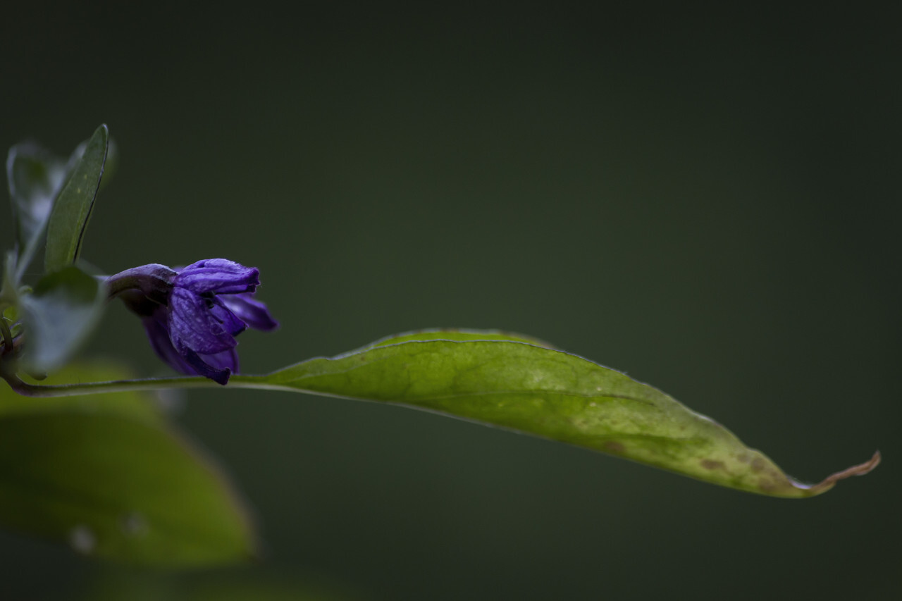 purple hungarian chili flower