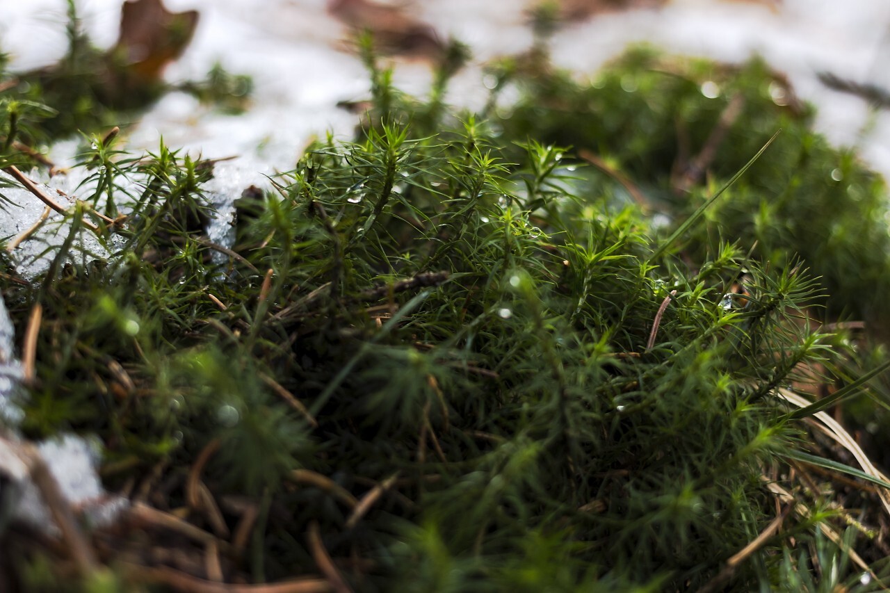 forest floor covered with moss and snow