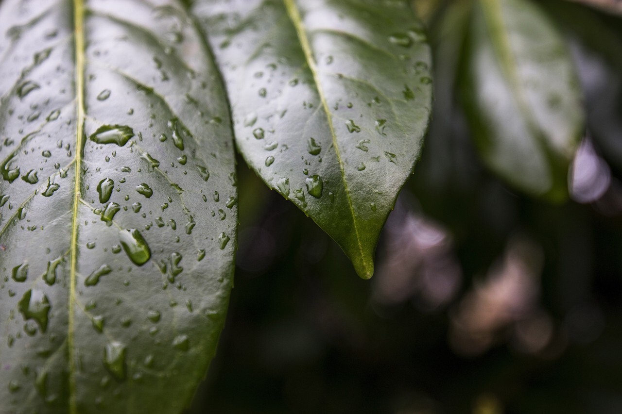 raindrops on a green leaf