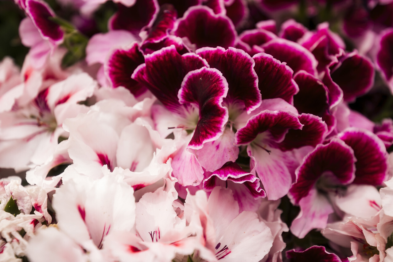 pink english geranium flowers