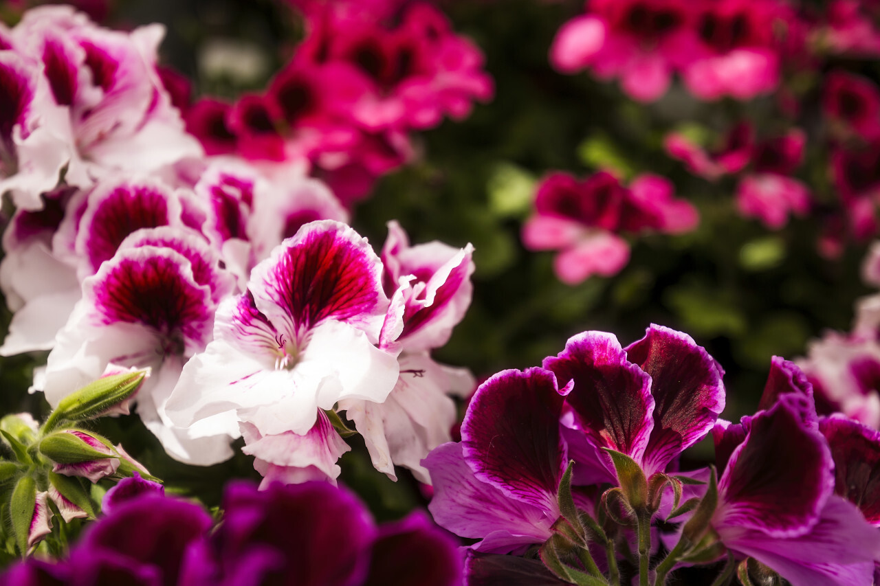 pink english geranium flowers