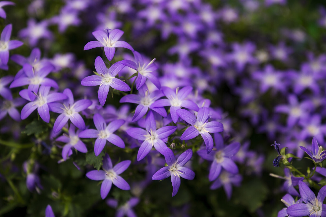purple hyacinths flowers