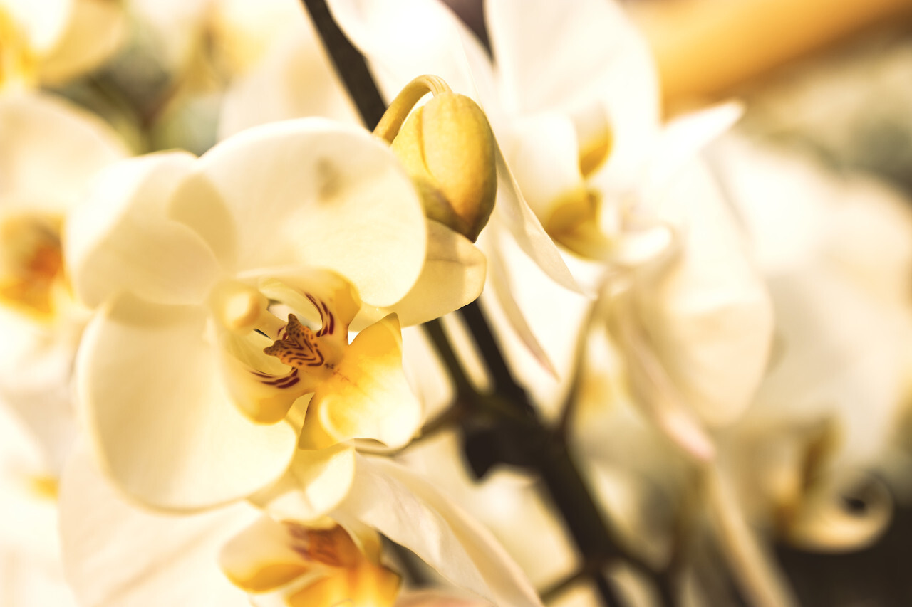 white orchids