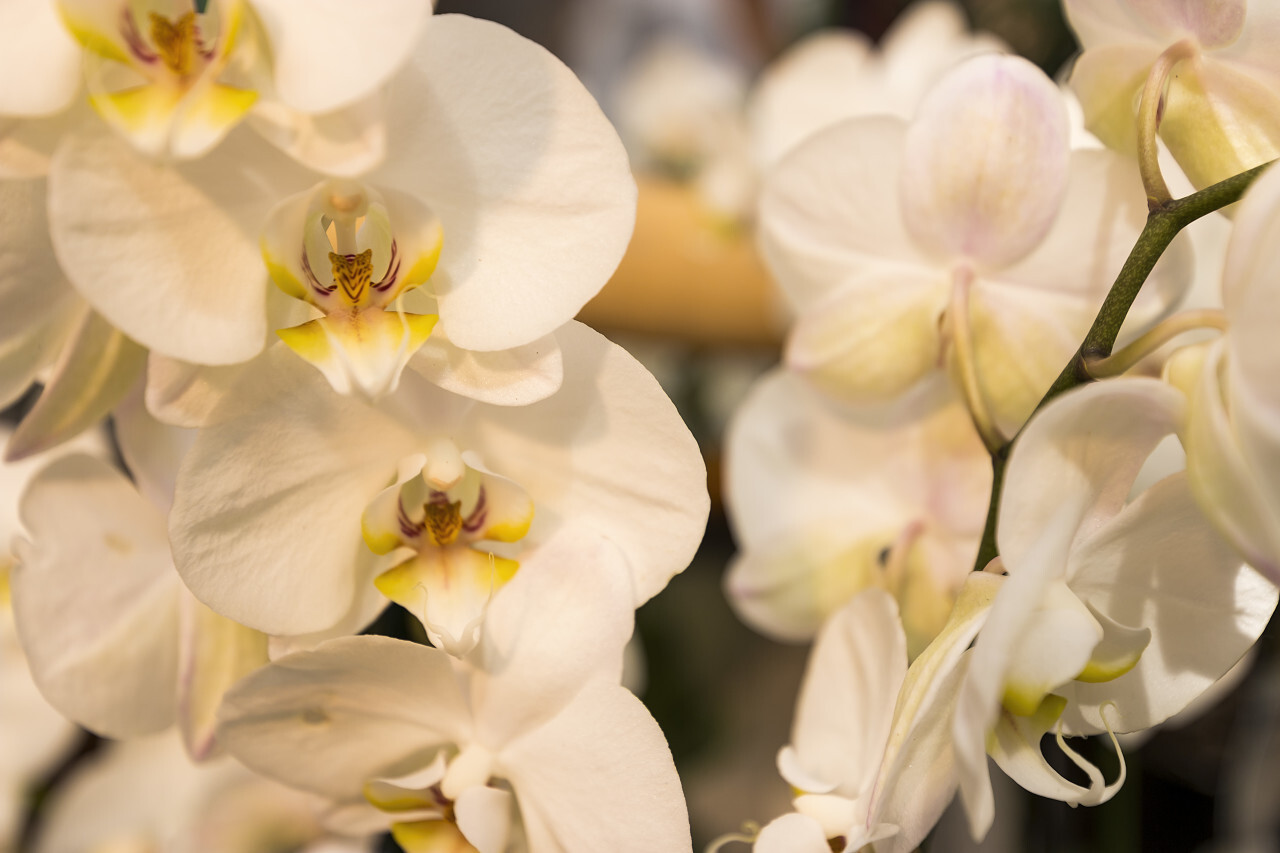 white orchids