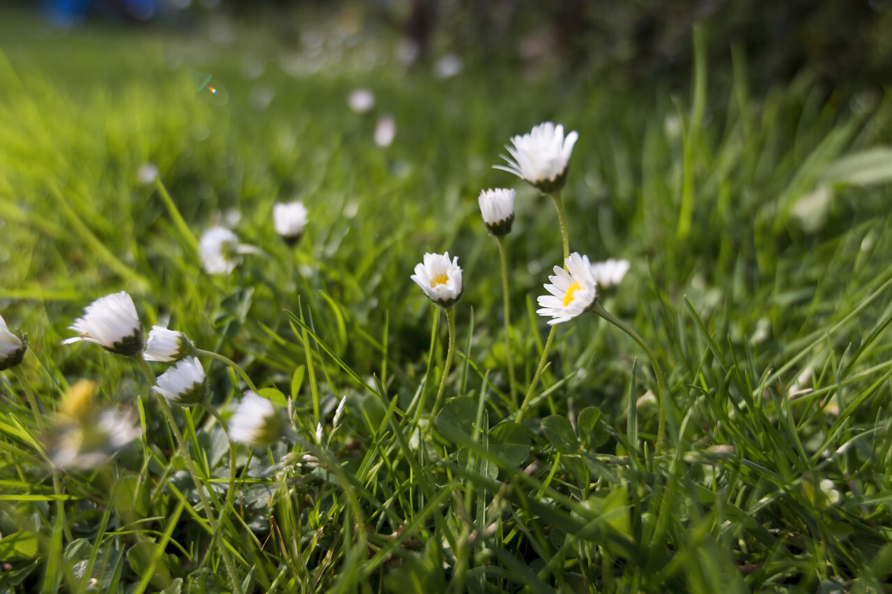 daisies on a meadow