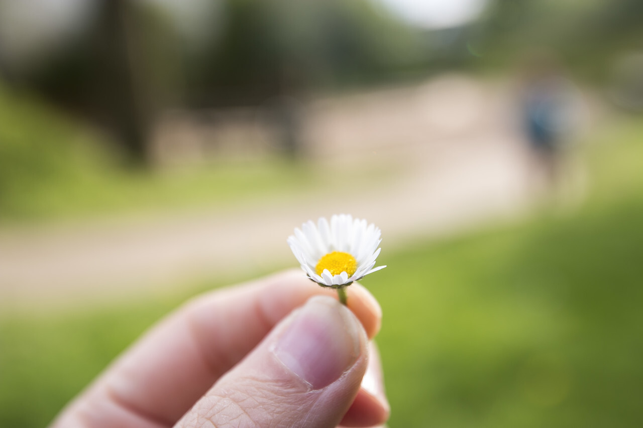 Men hands holding a beautiful daisy