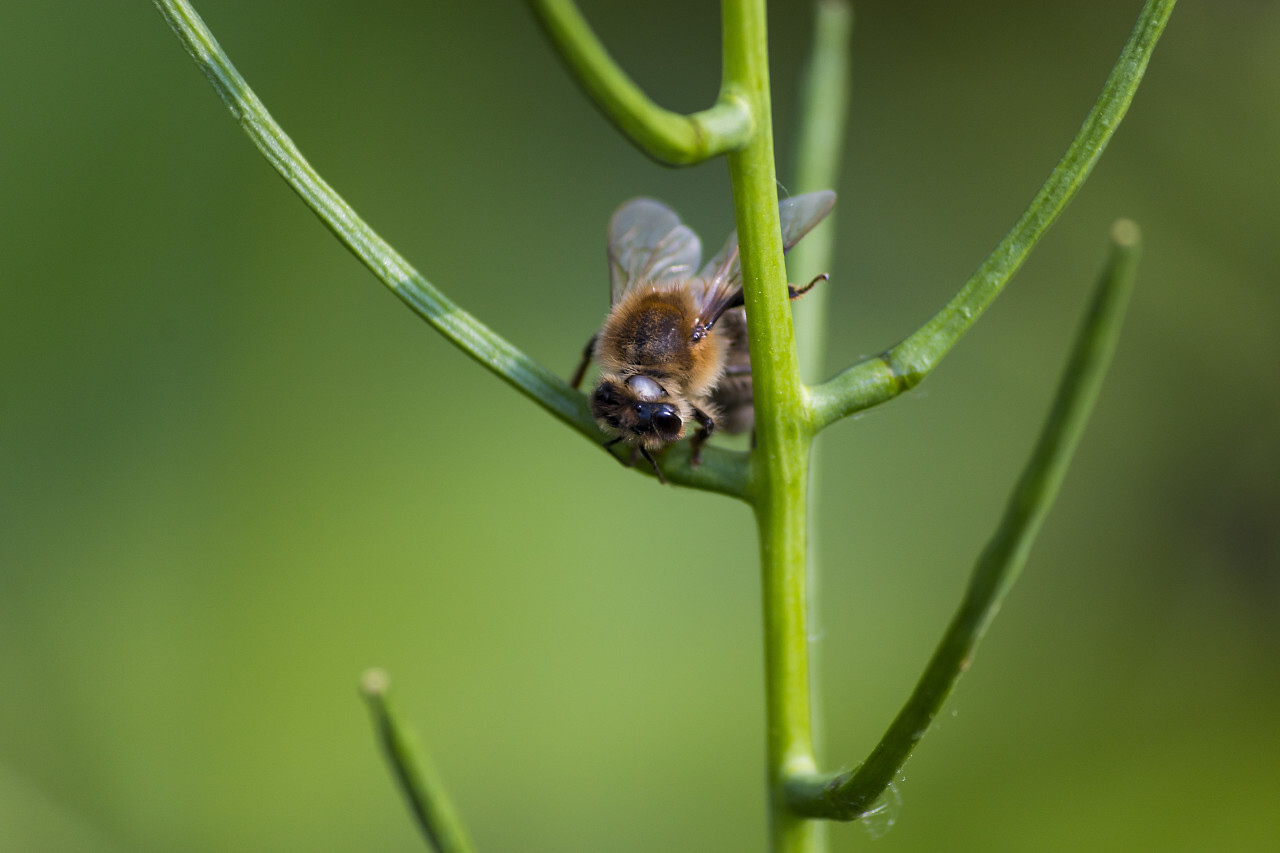bee on a garlic bush