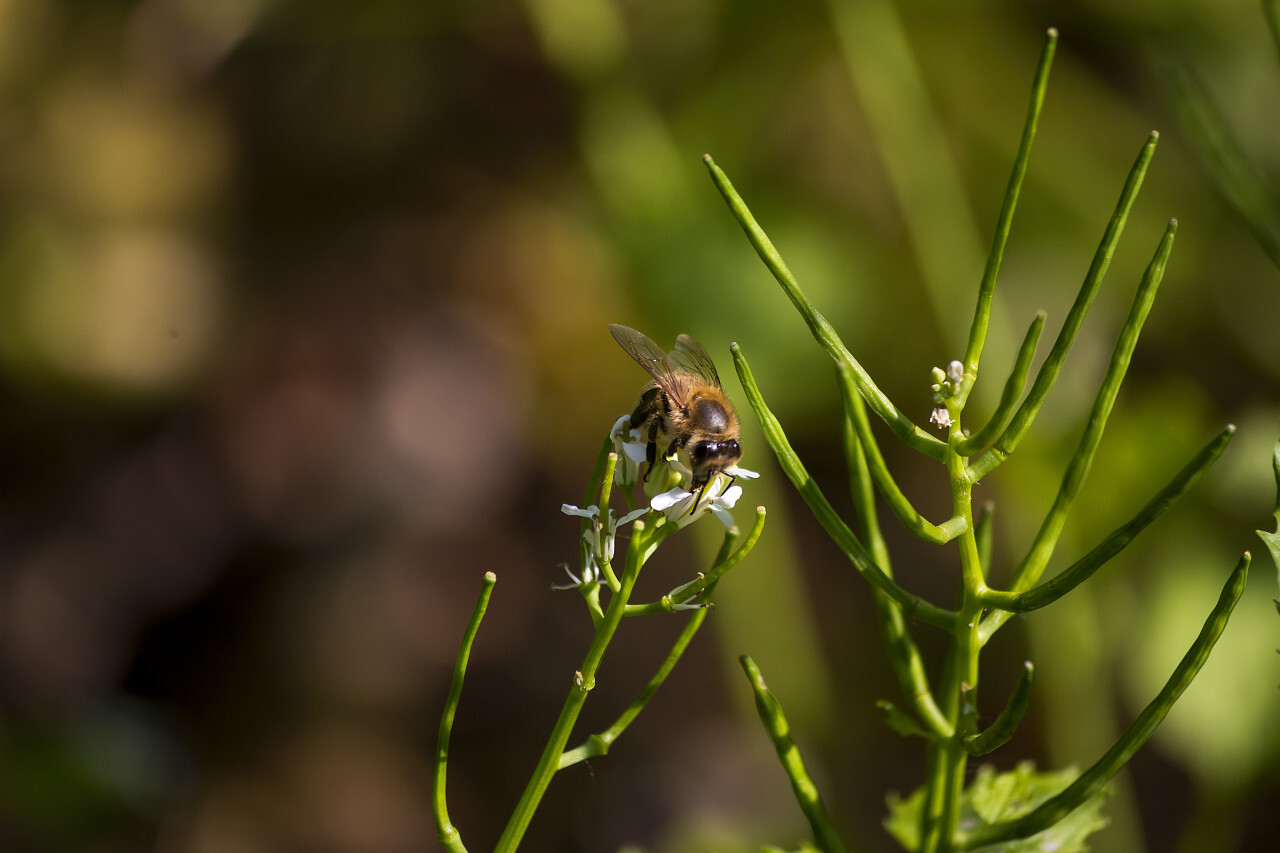 bee on a garlic bush