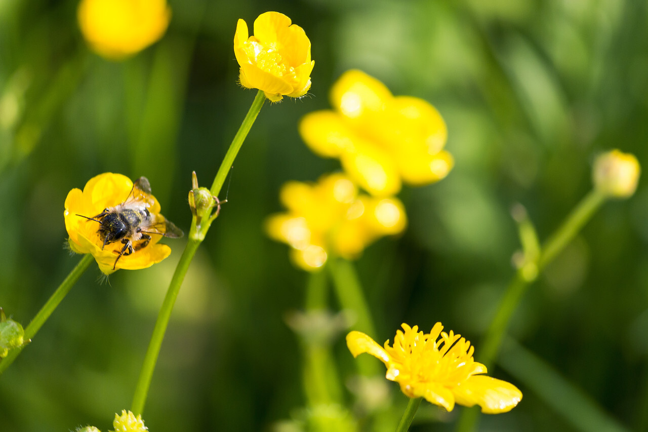 bee on a yellow buttercup flower