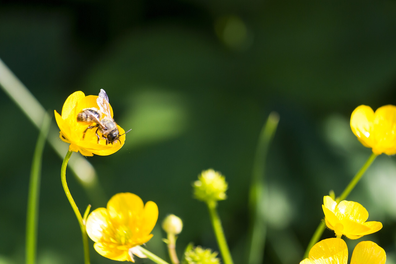 bee on a yellow buttercup