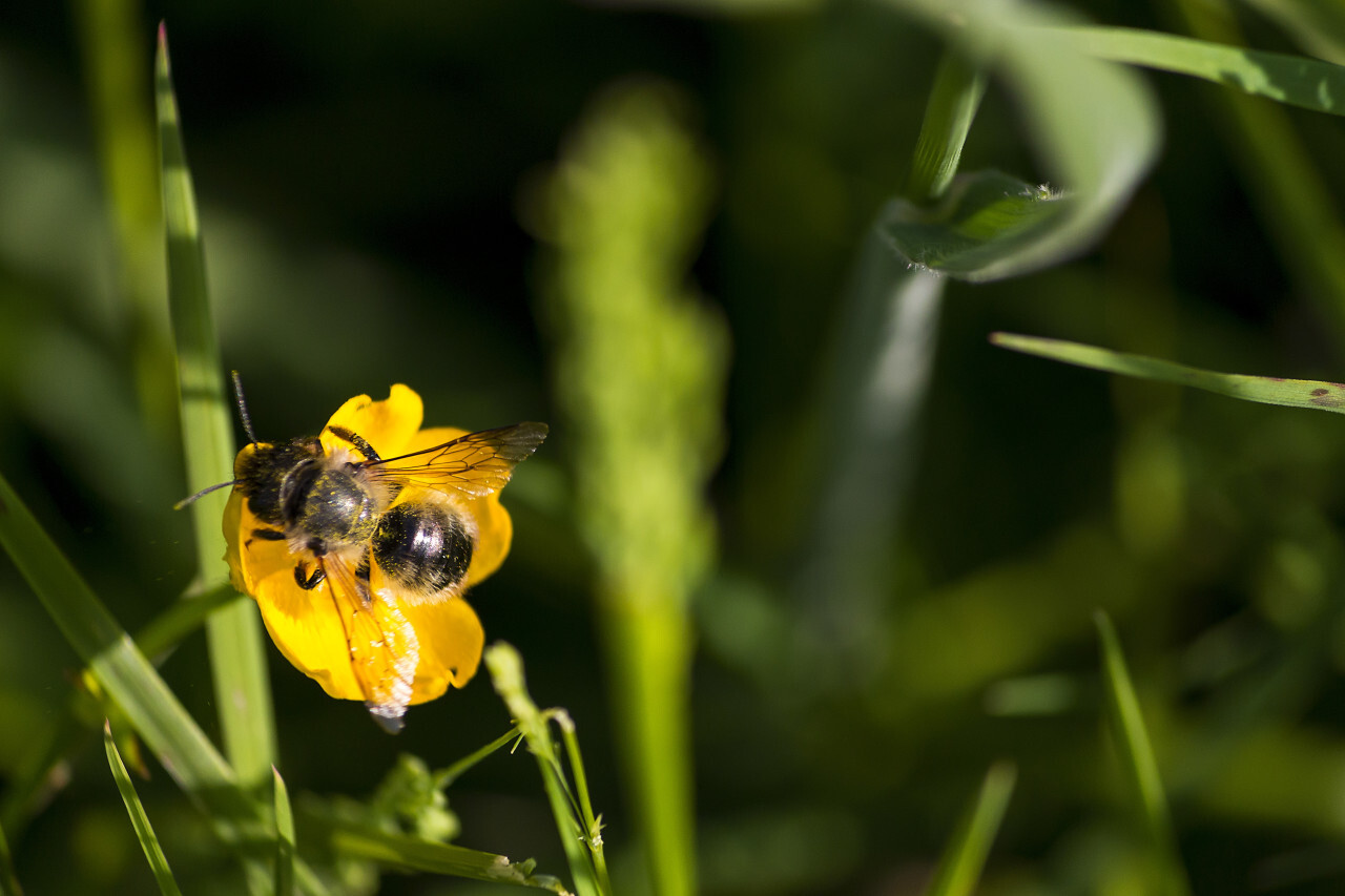 bee on a yellow buttercup flower