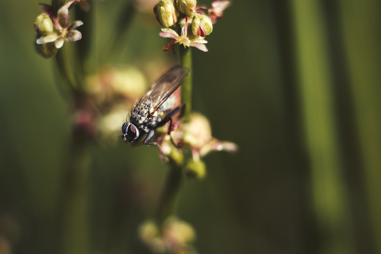 flesh fly sarcophaga carnaria