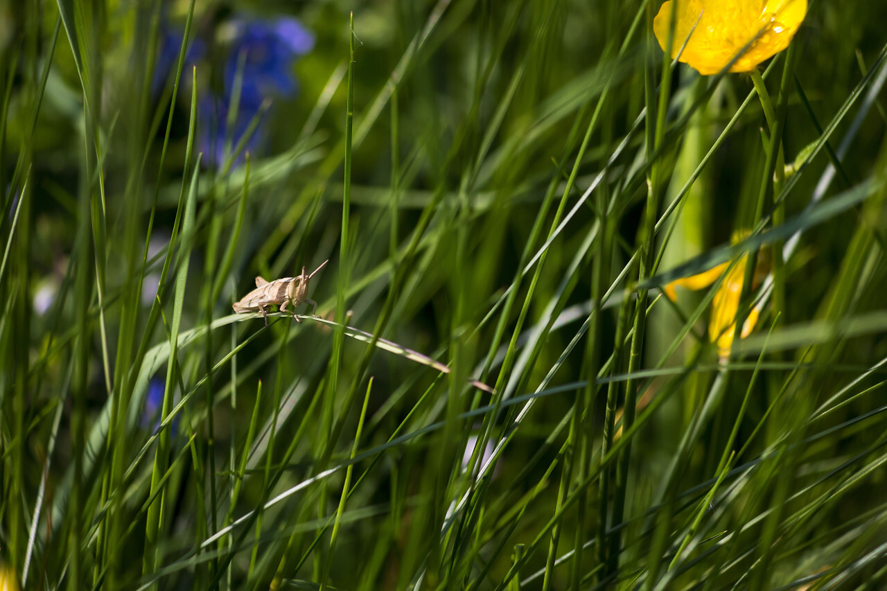 Common field grasshopper (Chorthippus brunneus)