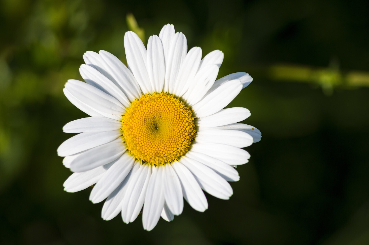 marguerite dark green bokeh