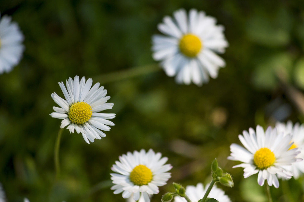 may daisy on grassland