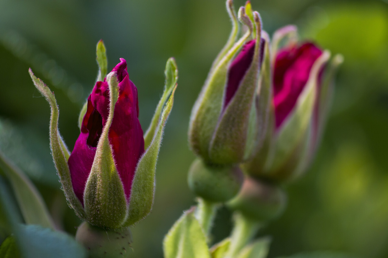 Beautiful pink rosehip bud flower among the leaves