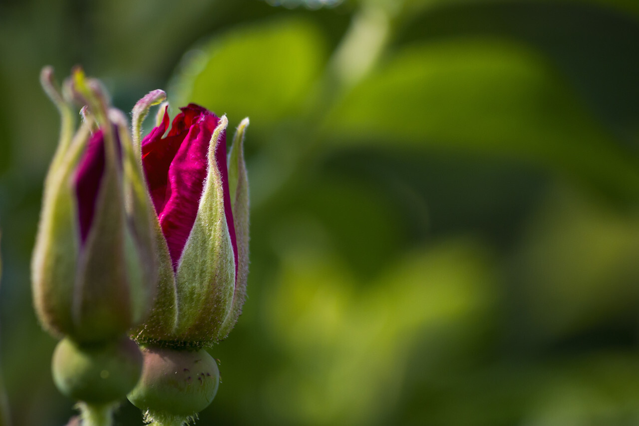 Beautiful pink rosehip bud flower among the leaves