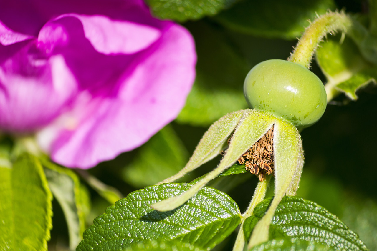 unripe rosehip fruit