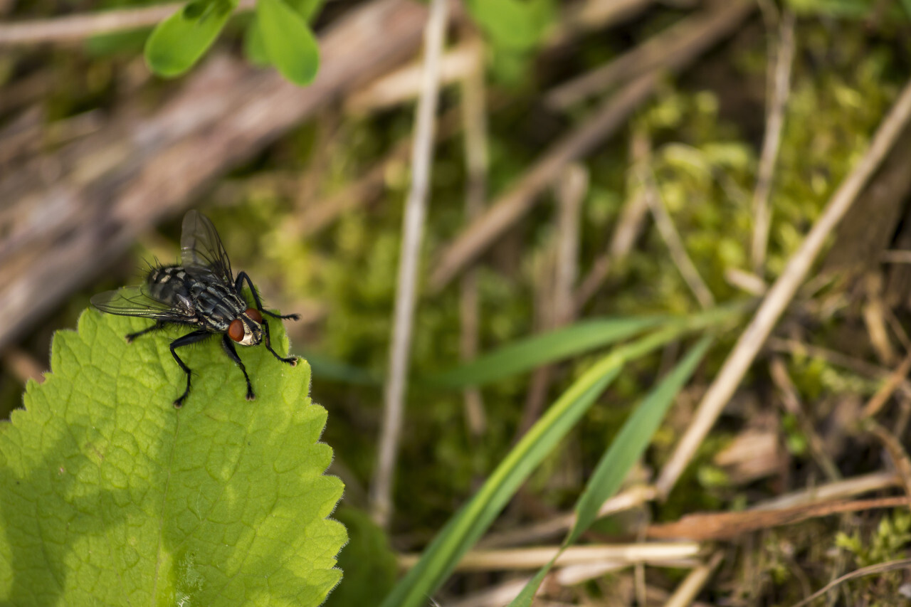 Common flesh fly (Sarcophaga carnaria)