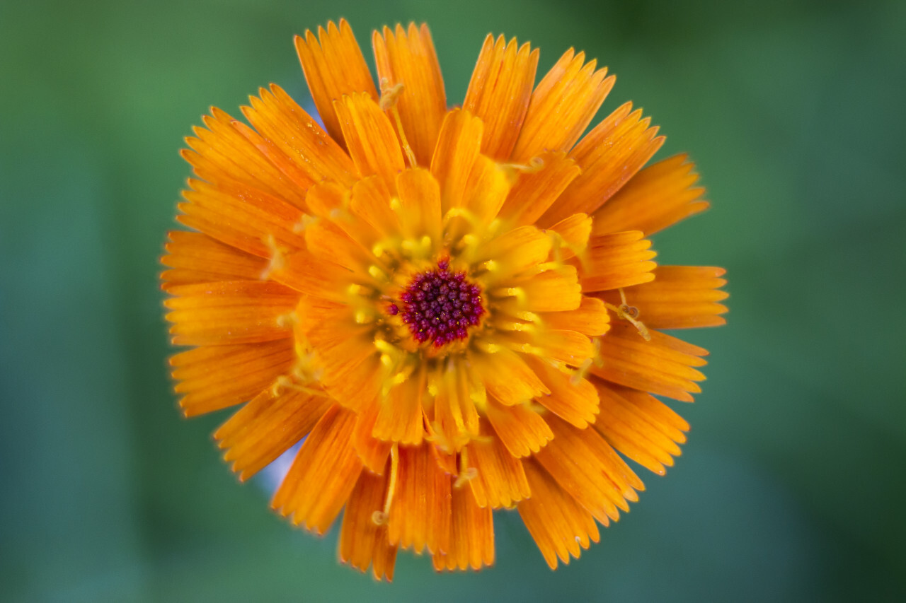 orange hawkweed flower macro