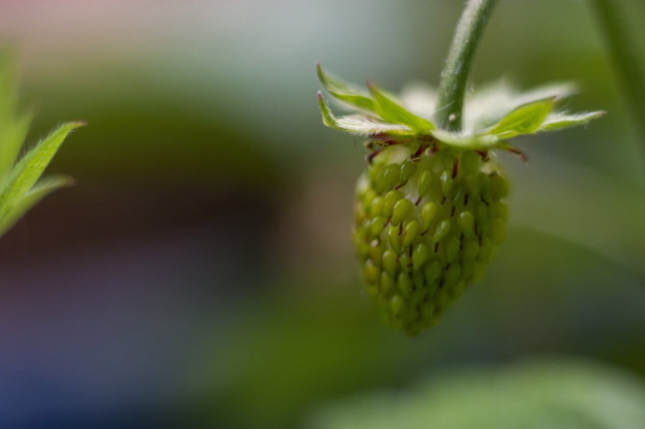 unripe green strawberry