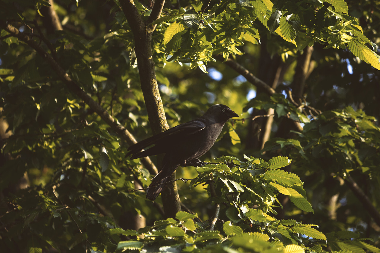 jackdaw in the tree